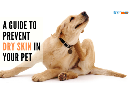 How You Can Prevent Dry Skin in Your Pet